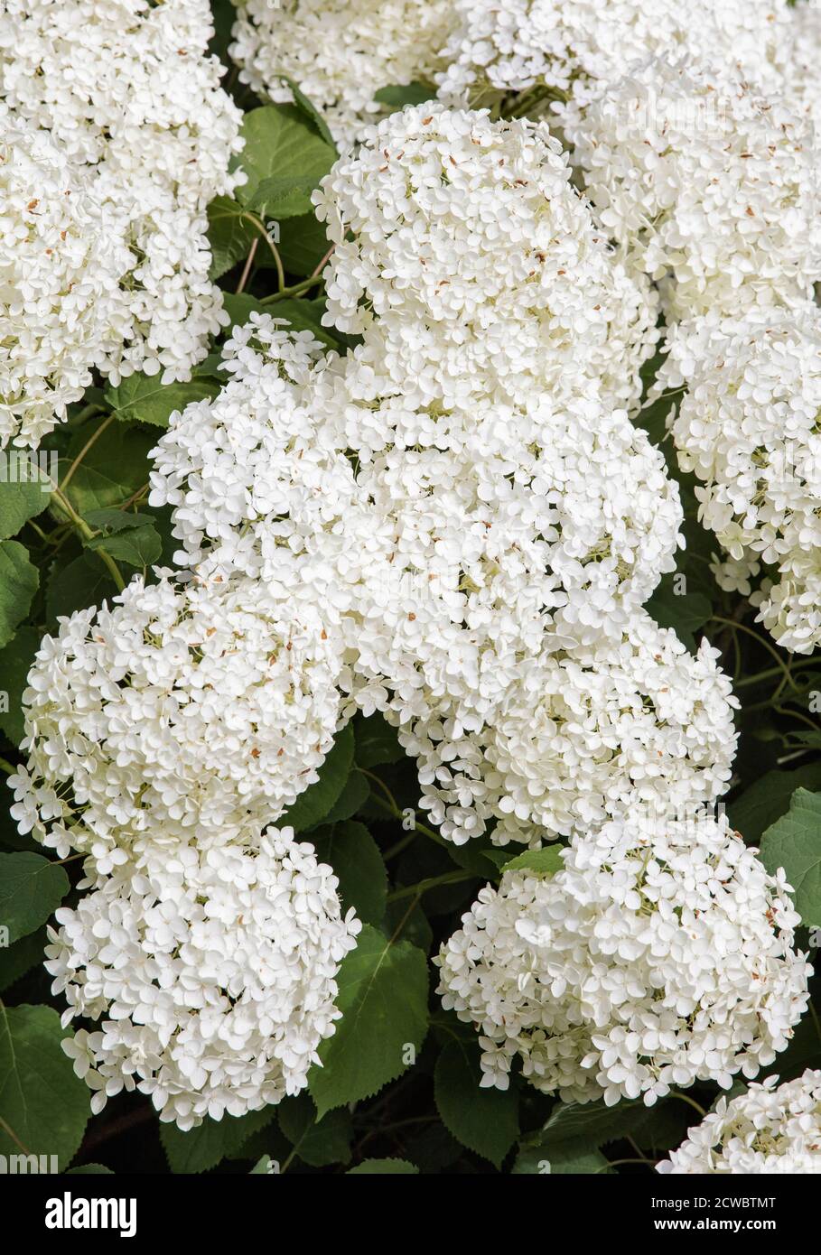 Hydrangea arborescens 'Annabelle' in fiore Foto Stock