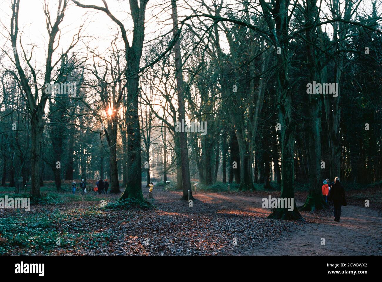 Il sole tramonta attraverso una scena forestale autunnale Foto Stock