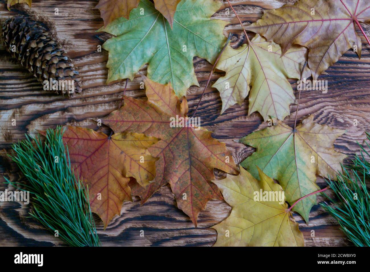Bella background.acero autunno foglie su uno sfondo di legno. Foto Stock