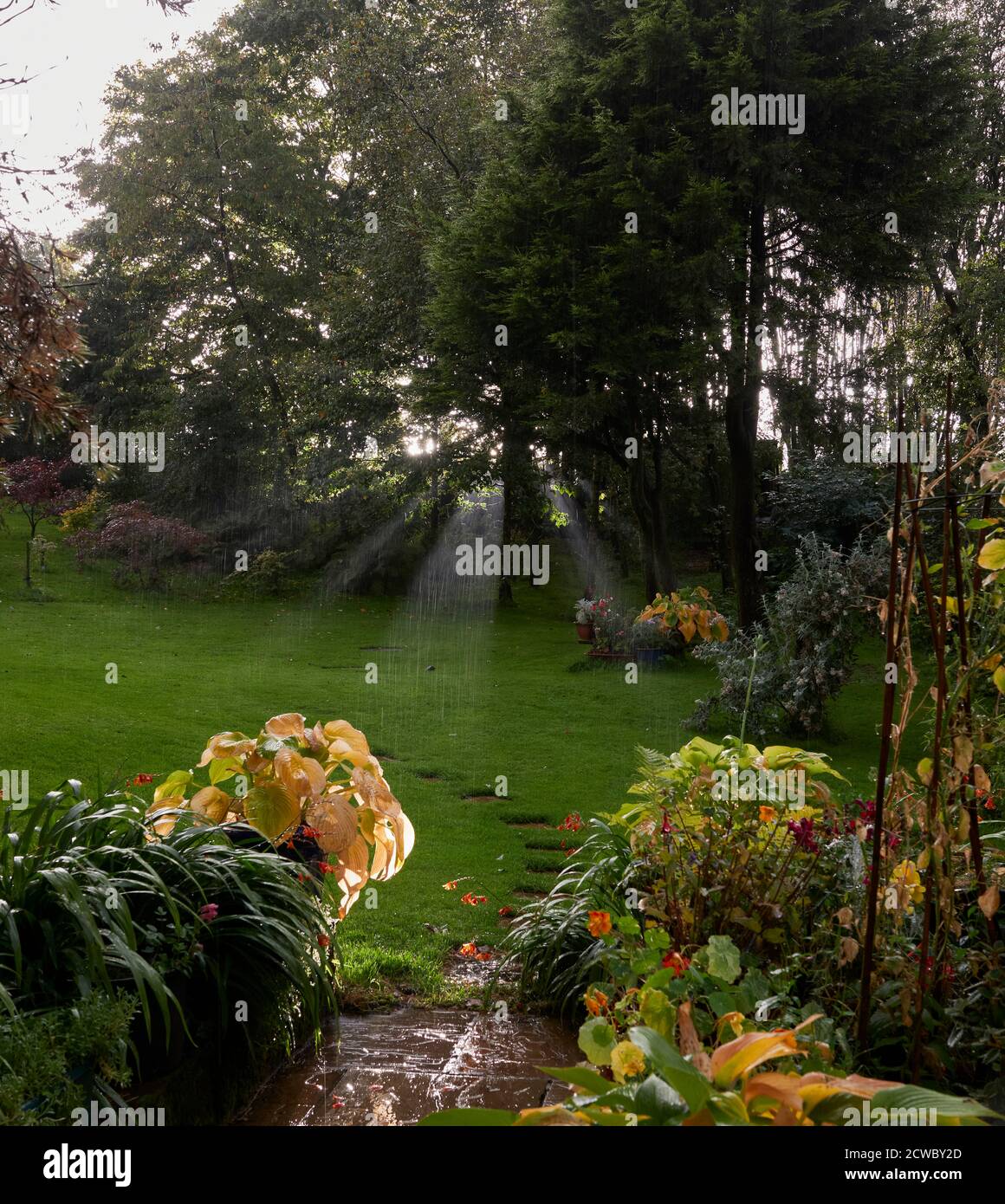 Pioggia evidenziata in alberi di luce solare in una serata d'autunno Nel piccolo giardino della brughiera a Nidderdale a 900ft Foto Stock