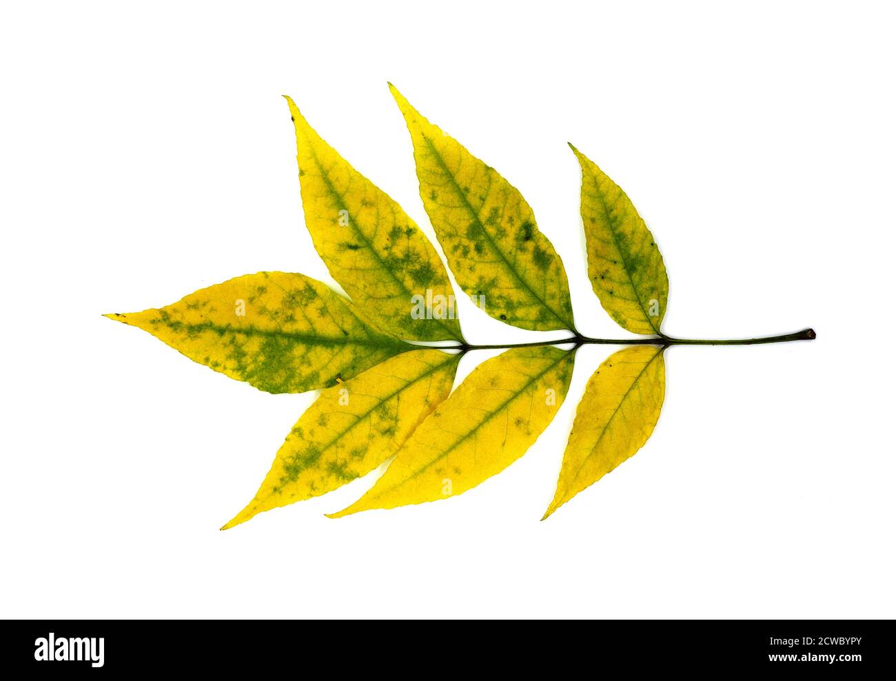 Foglia d'autunno su sfondo chiaro. Colore naturale. Foto Stock