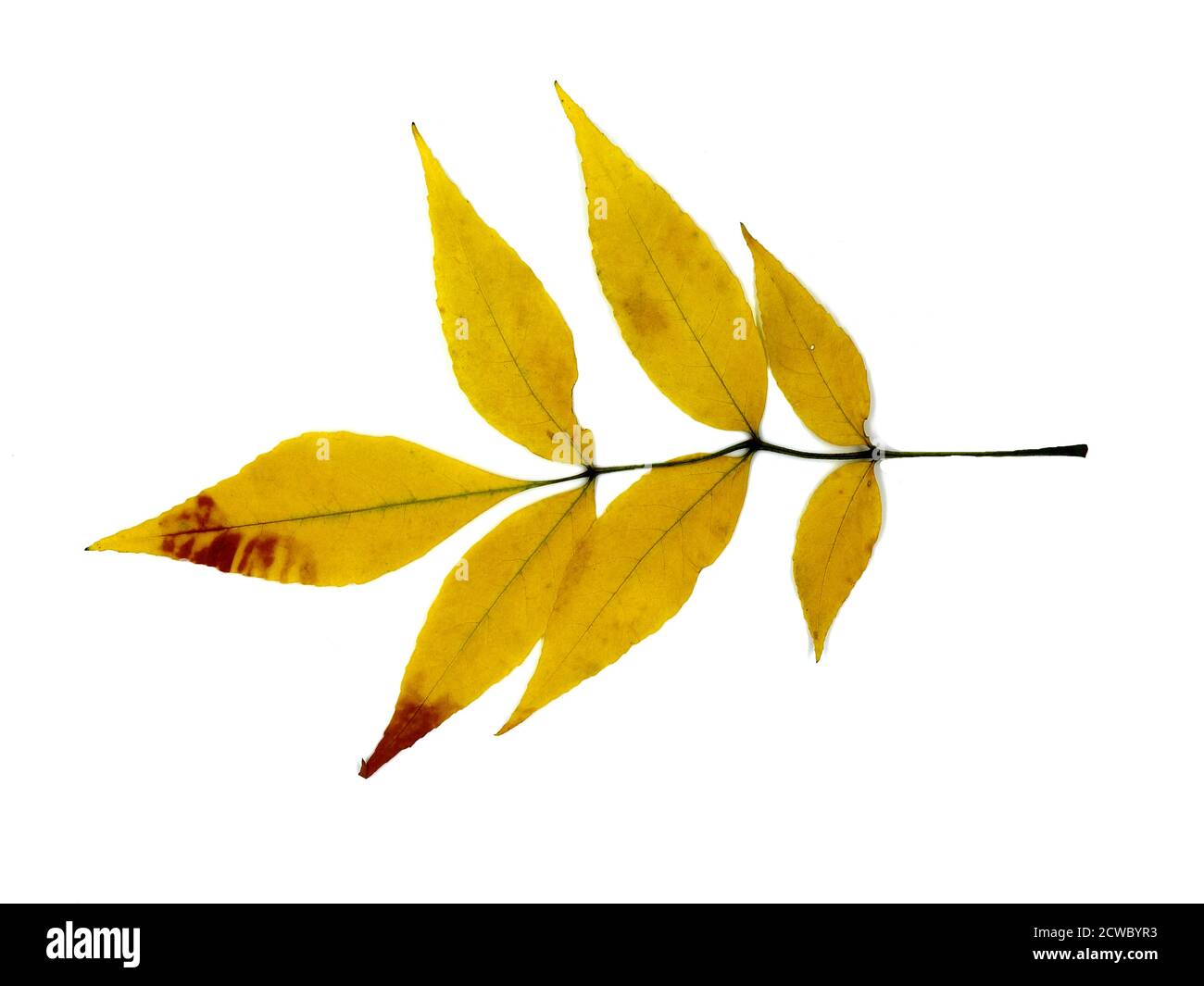 Foglia d'autunno su sfondo chiaro. Colore naturale. Foto Stock