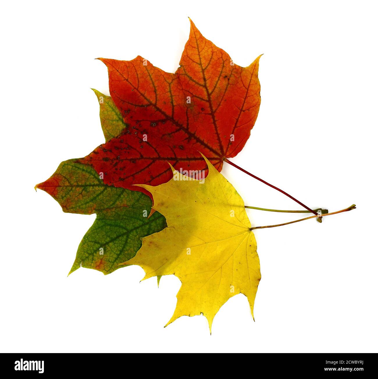 Diverse foglie di acero autunnale di diversi colori su uno sfondo chiaro. Colore naturale. Foto Stock