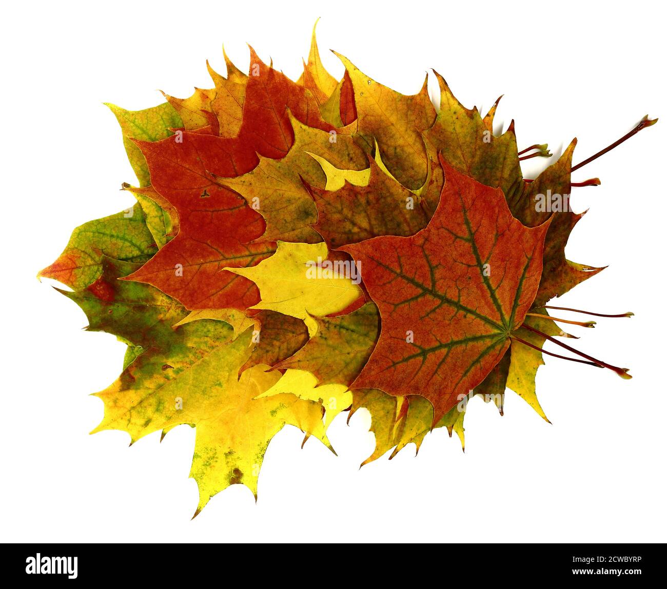 Diverse foglie di acero autunnale di diversi colori su uno sfondo chiaro. Colore naturale. Foto Stock