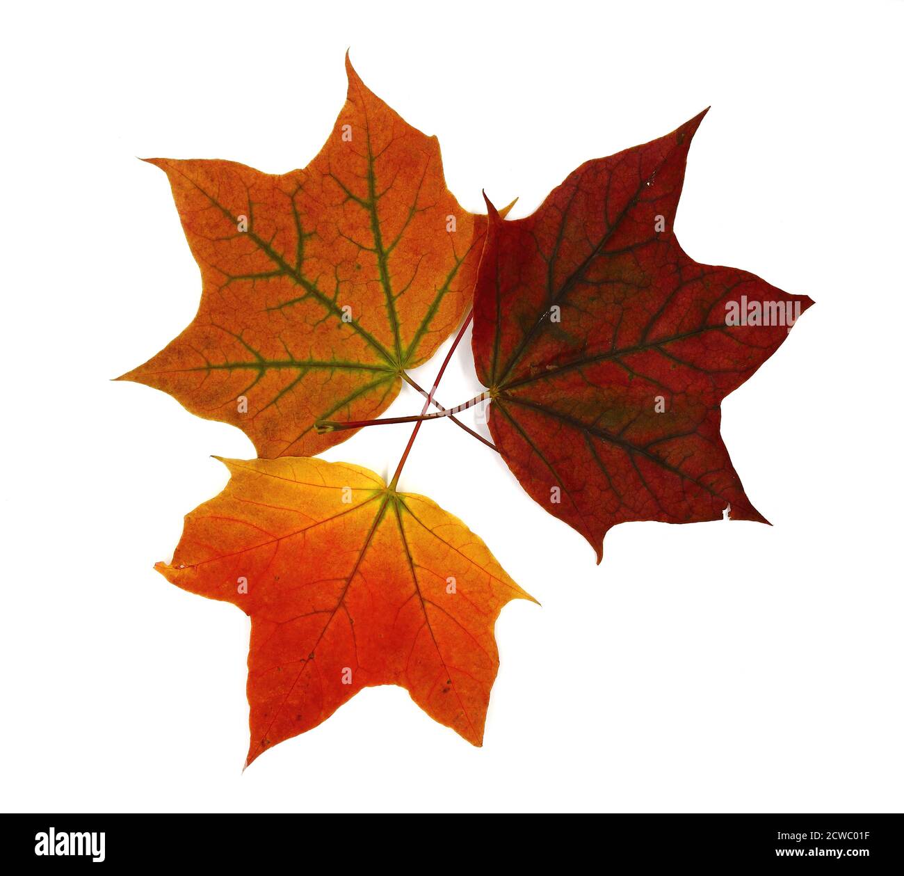 Diverse foglie di acero autunnale di diversi colori su uno sfondo chiaro. Colore naturale. Foto Stock