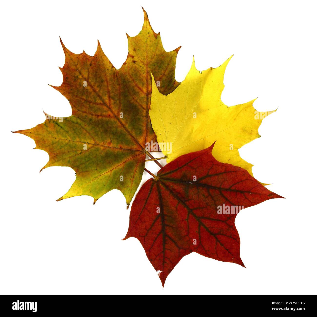 Diverse foglie di acero autunnale di diversi colori su uno sfondo chiaro. Colore naturale. Foto Stock