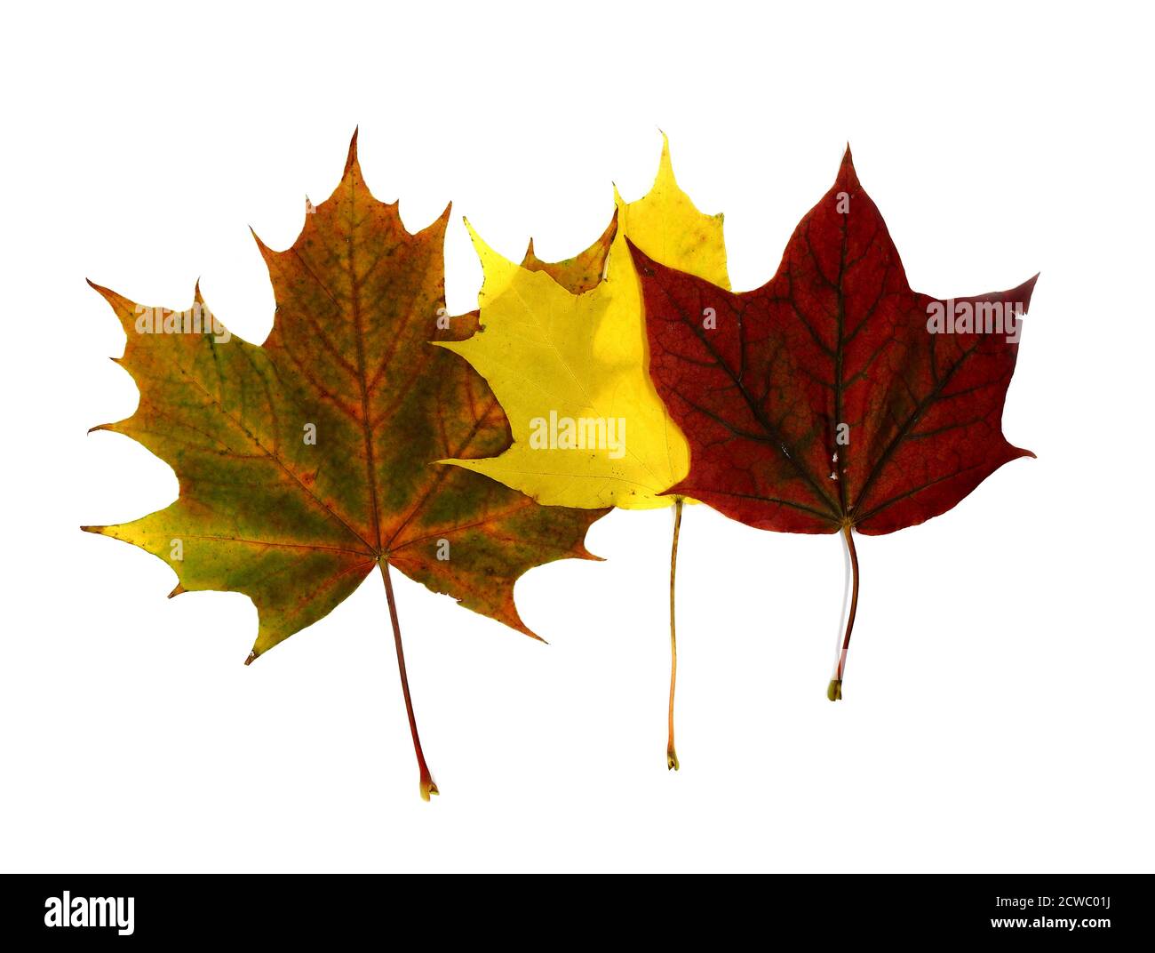 Diverse foglie di acero autunnale di diversi colori su uno sfondo chiaro. Colore naturale. Foto Stock