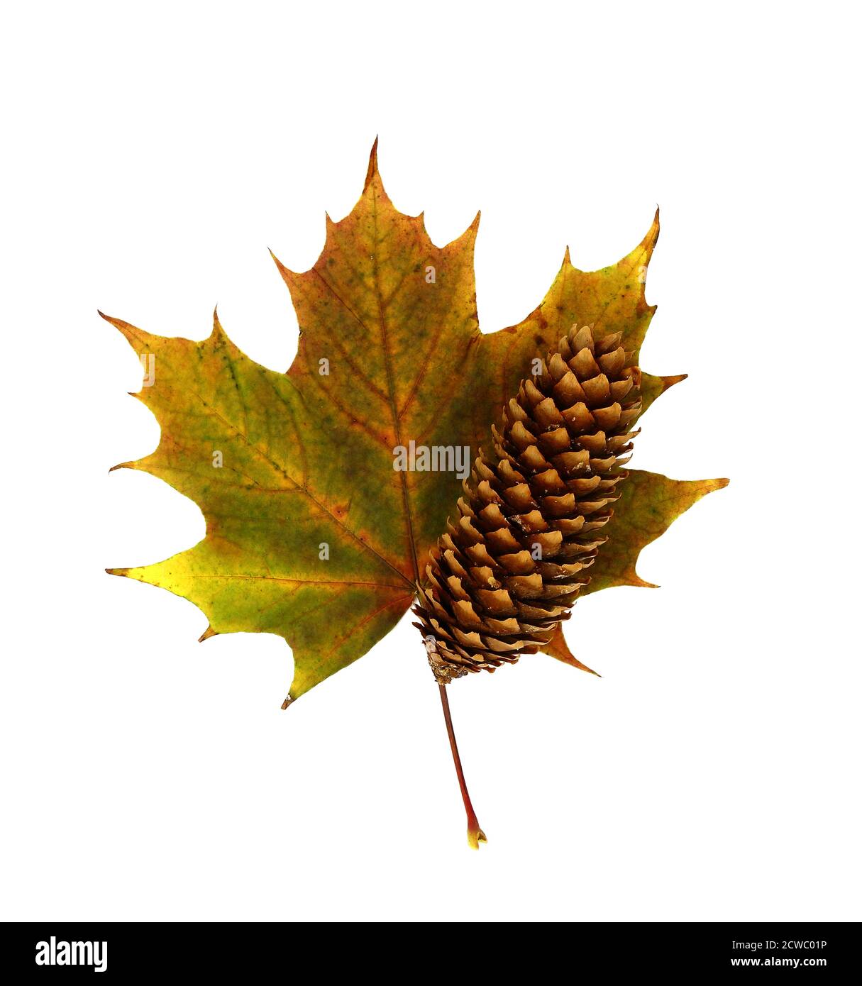 Cono di pino e foglia d'acero autunnale su sfondo chiaro. Foto Stock