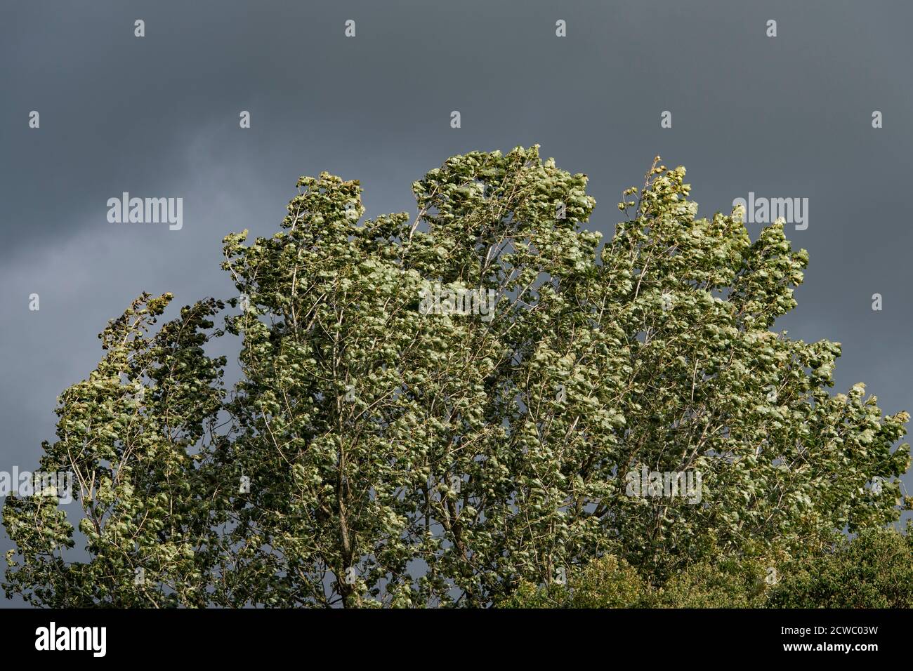 un albero, con cieli grigi e tempesta in avvicinamento a venti di gale-forza Foto Stock