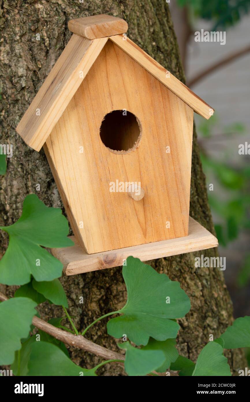 Una bella casa di uccelli wodden naturale appesa all'aperto in un ginkgo albero nel giardino Foto Stock
