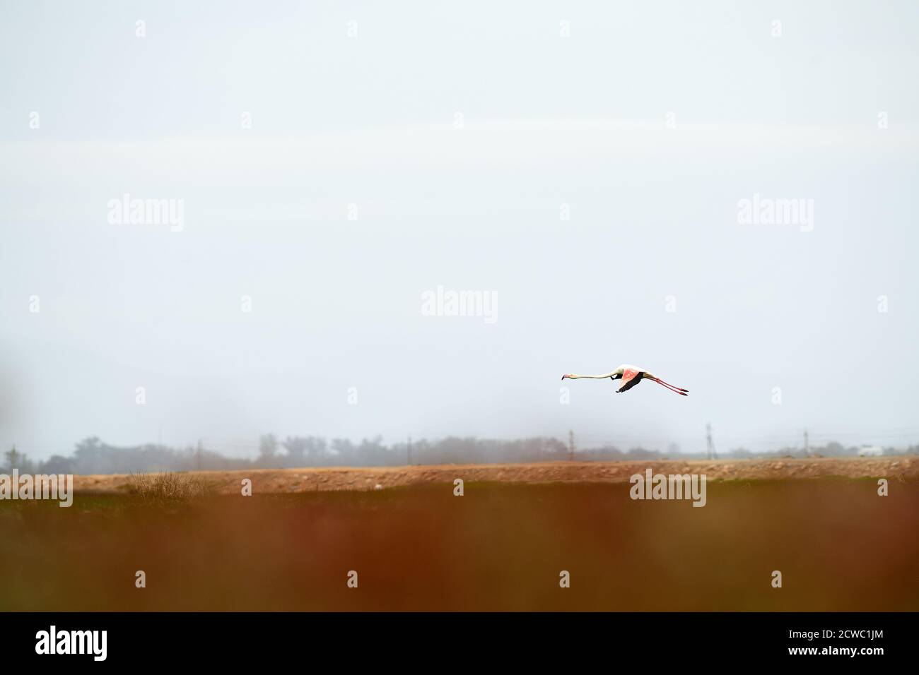 Il Flamingo minore adulto sorvola il fiume Lower Berg, Velddrif, Capo Occidentale Foto Stock