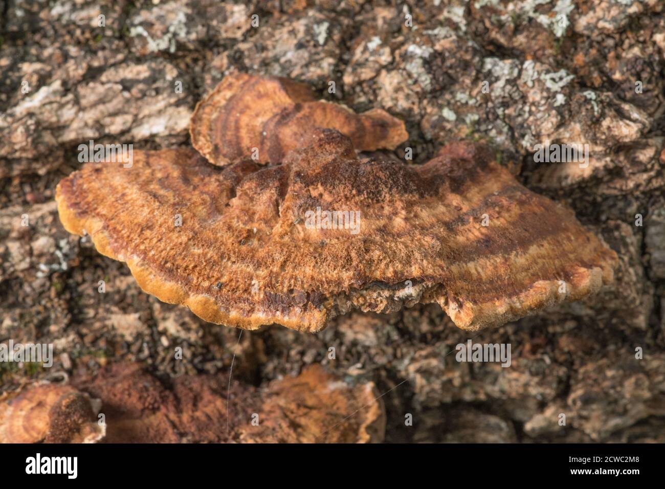 Un tipo di funghi mensola che cresce su un pezzo di quercia morta Foto Stock