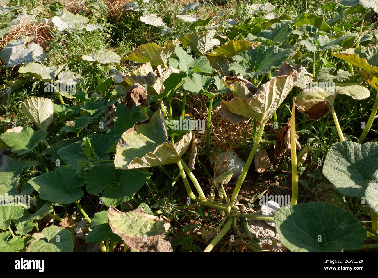 Squash invernale in giardino biologico Foto Stock