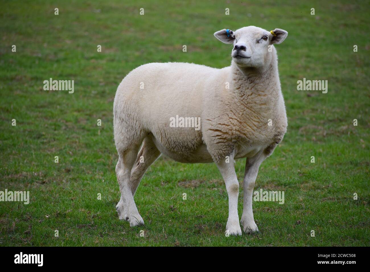 Le pecore Lleyn sono di colore bianco con le costole ben arcuate testa Ha fronte largo luminoso occhi vivaci un naso nero il la lana densa di alta qualità non contiene kemp Foto Stock