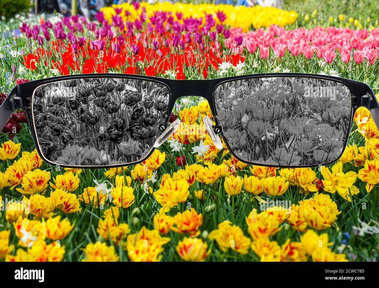 Vista sbiancata dei tulipani in bicchieri su sfondo colorato. Percezione del mondo durante la depressione. Condizioni mediche. Concetto di salute e malattia. Foto Stock
