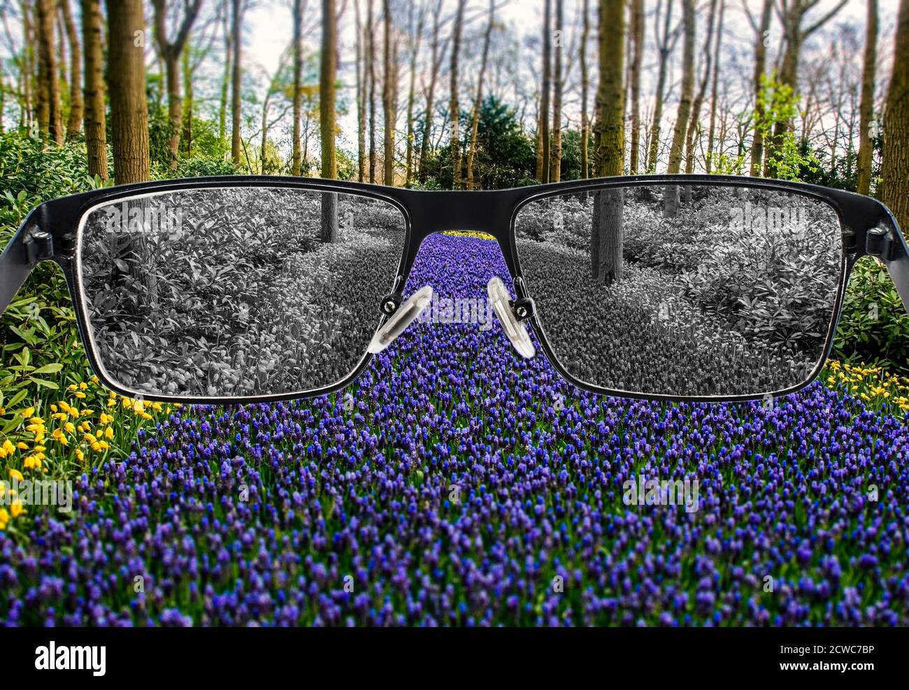 Vista sbiancata di giacinti d'uva blu e giallo nel parco in occhiali su sfondo colorato. Percezione del mondo durante la depressione. Medico c Foto Stock