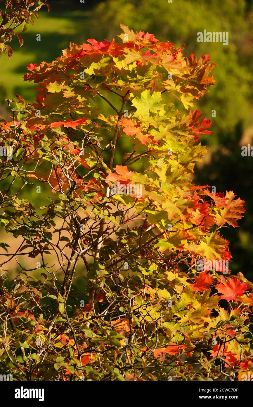 Primo piano di un giovane albero di sicomoro, al sole, appena mendicante per cambiare ai suoi colori autunnali Foto Stock