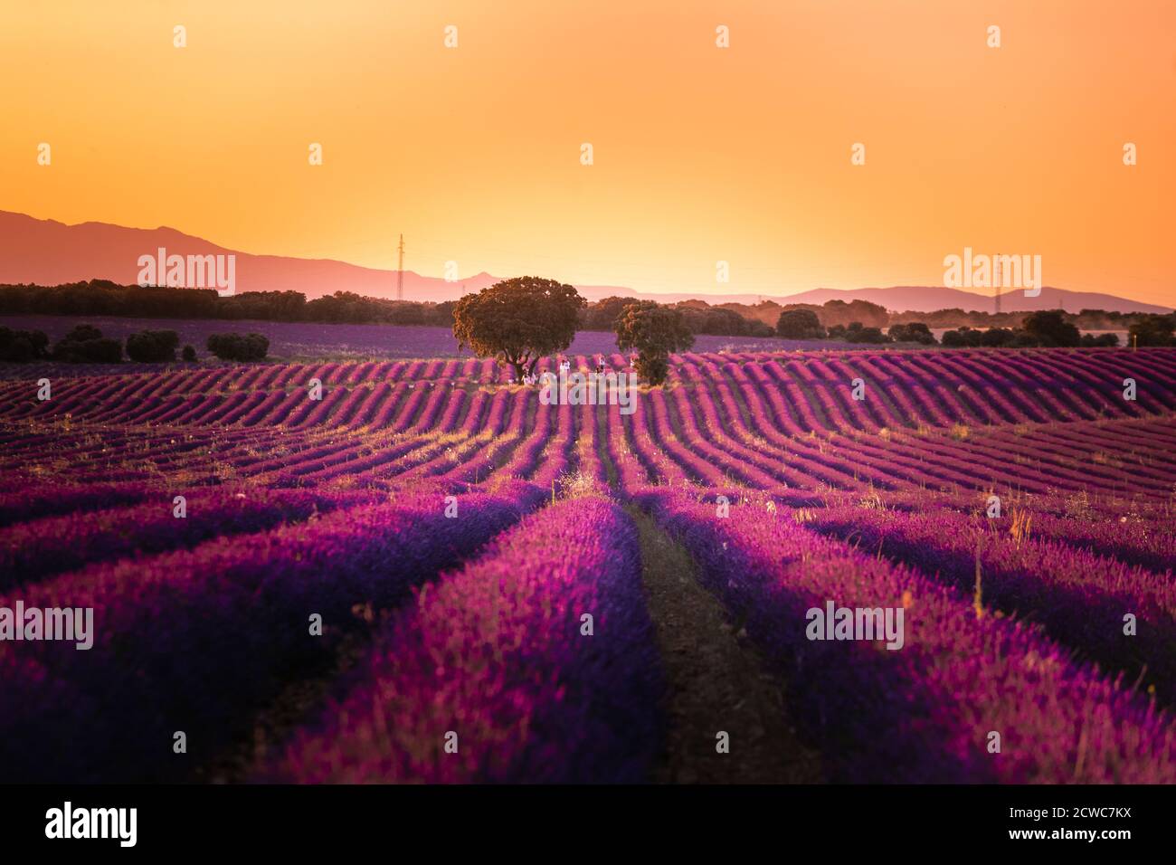 Campi di lavanda a Brihuega, Guadalajara, Spagna. Foto Stock