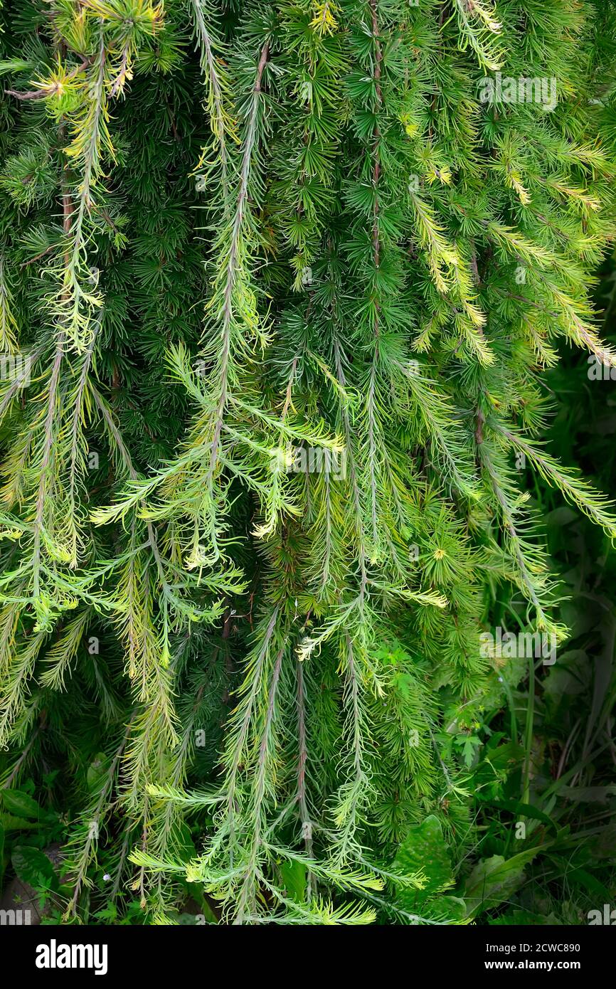Morbidi rami di larice piangente ornamentale di conifere (Larix decidua Pendula) - struttura degli aghi. Bella pianta decorativa su stam per lan Foto Stock