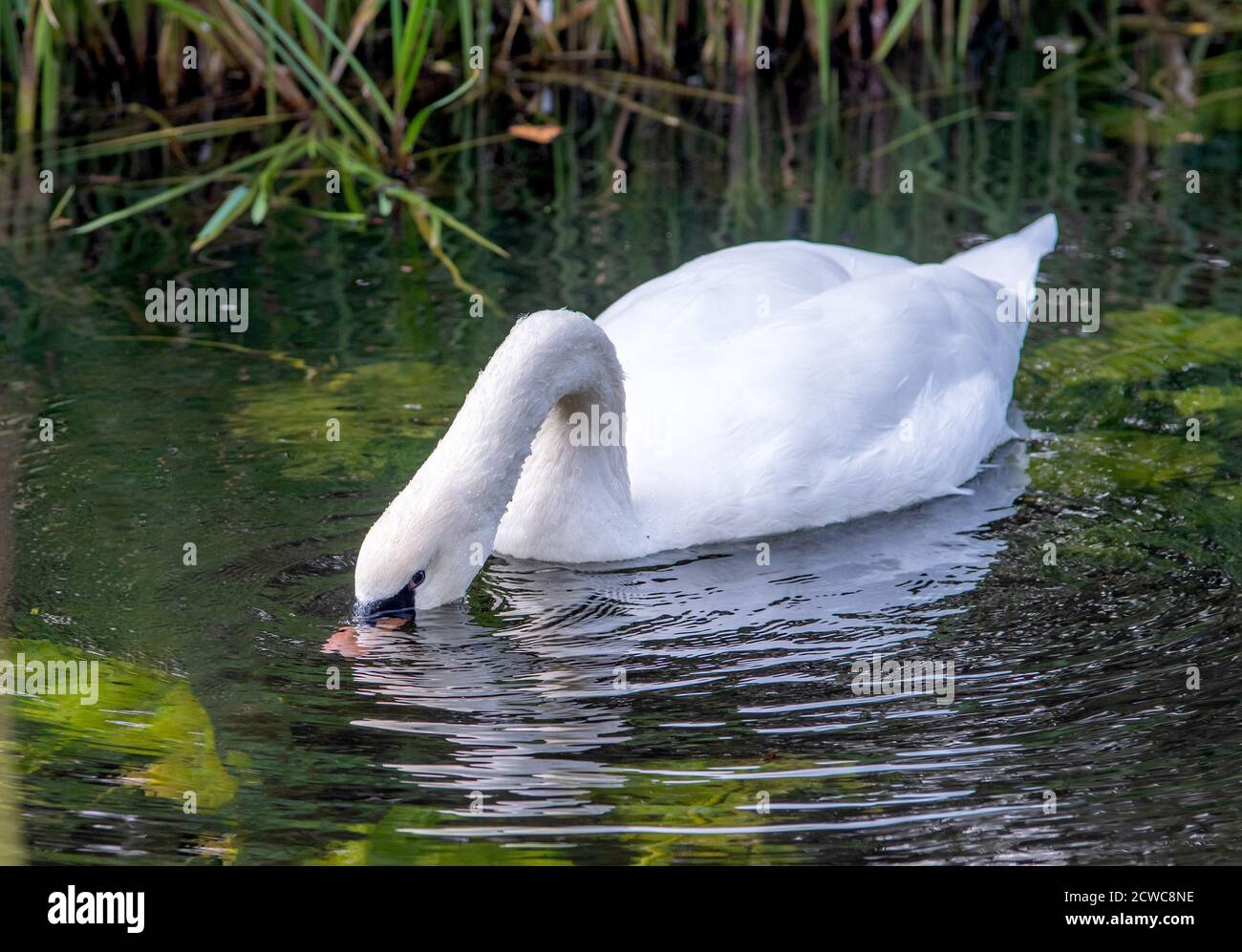 Testa Swan bianca in acqua che nuota su acqua scura confogliame sullo sfondo. Foto Stock