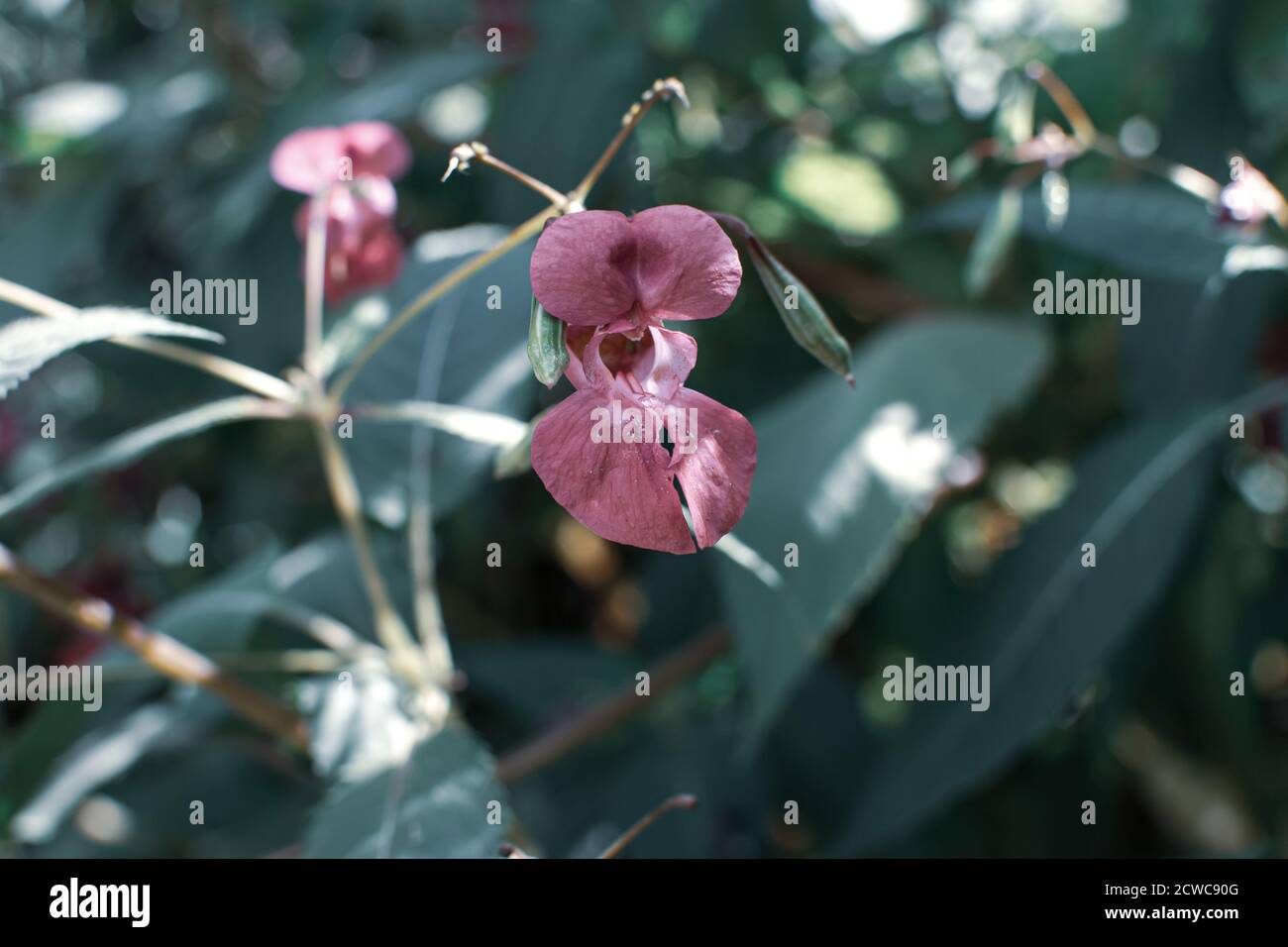 Bel balsamo himalayano, Glandulifera Impatiens fiore primo piano foto. Poliziotto casco pianta, Bobby Tops, invasive specie di piante asiatiche. Foto Stock