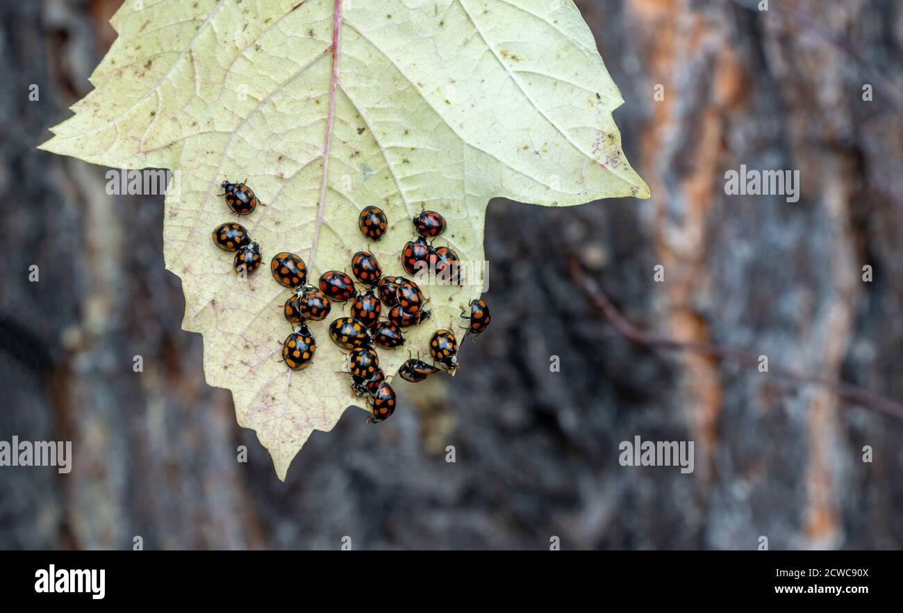 Un sacco di ladybug. Coccinellidae sulla foglia gialla della pianta. Foto Stock