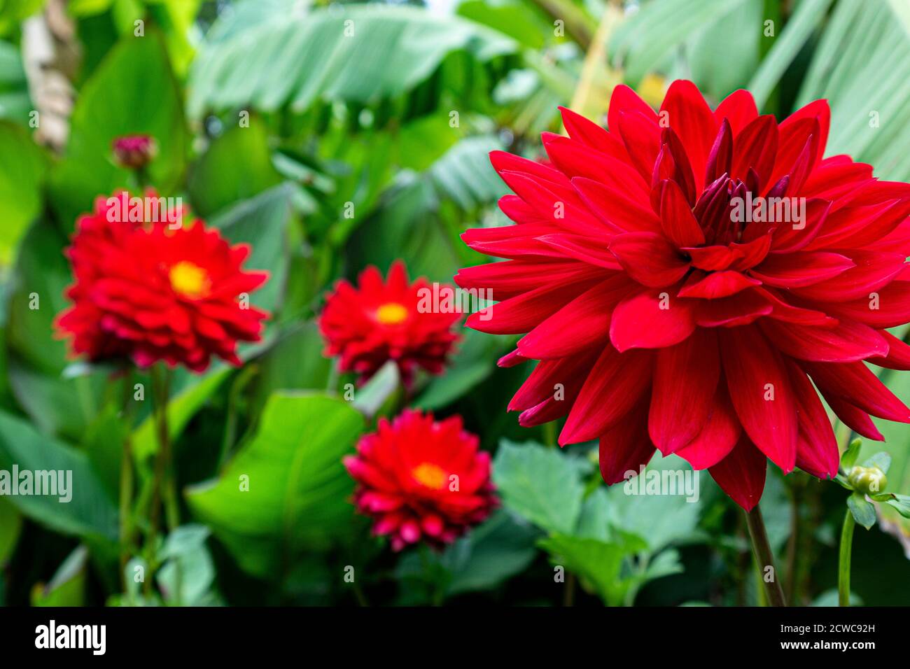 Dahlia 'Edwin's Sunset' in un lussureggiante ambiente sub-tropicale Foto Stock