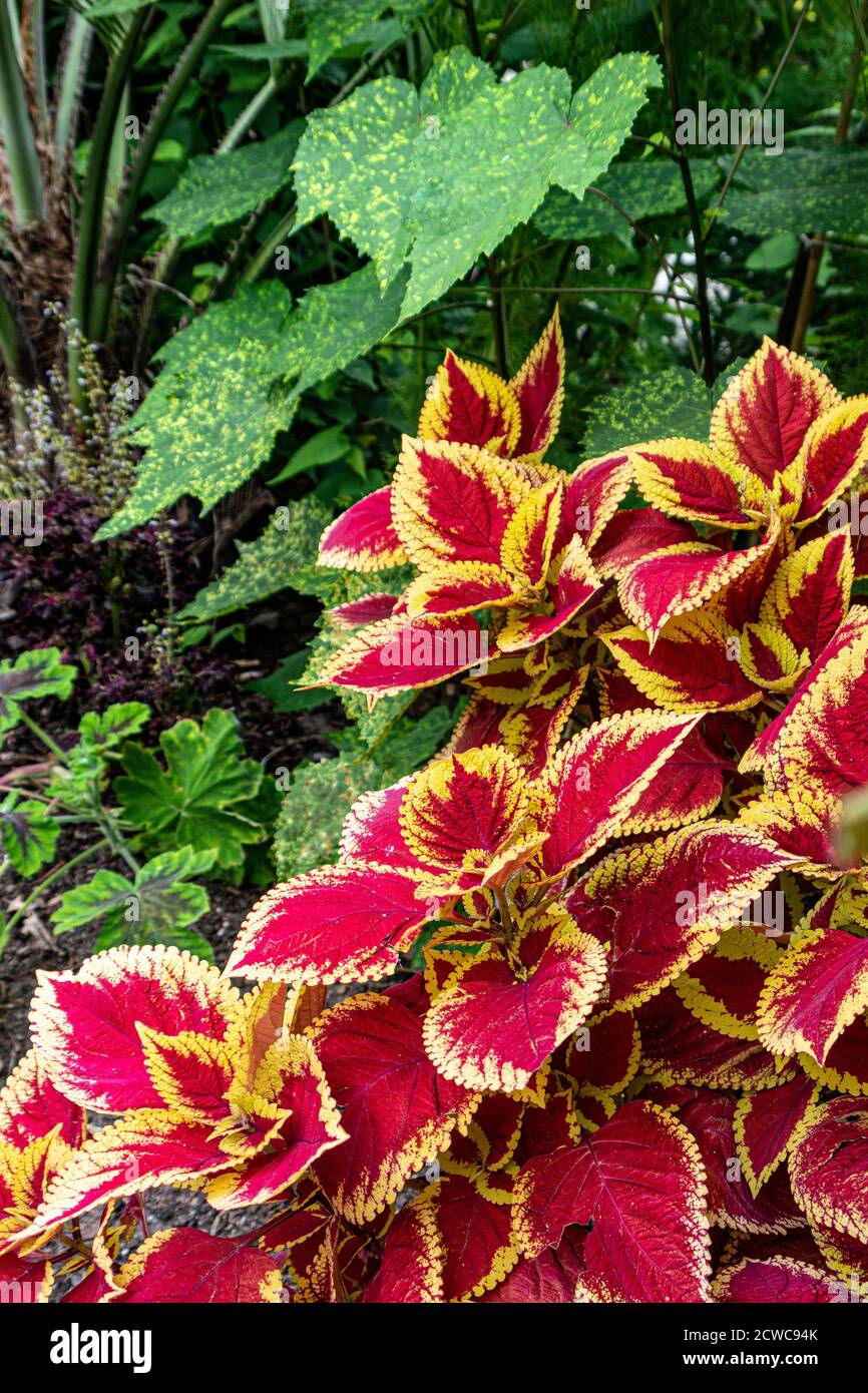 Coleus Solenostemon Crimson Gold. Coleus un genere di erbe o arbusti annuali o perenni, a volte succulenti, a volte con una radice carnosa o tuberosa Foto Stock