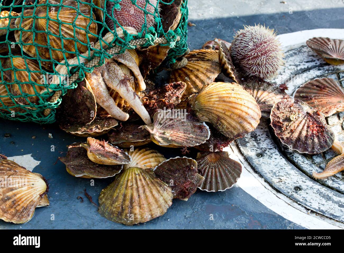 Pesce raccolto, Islay, Scozia Foto Stock