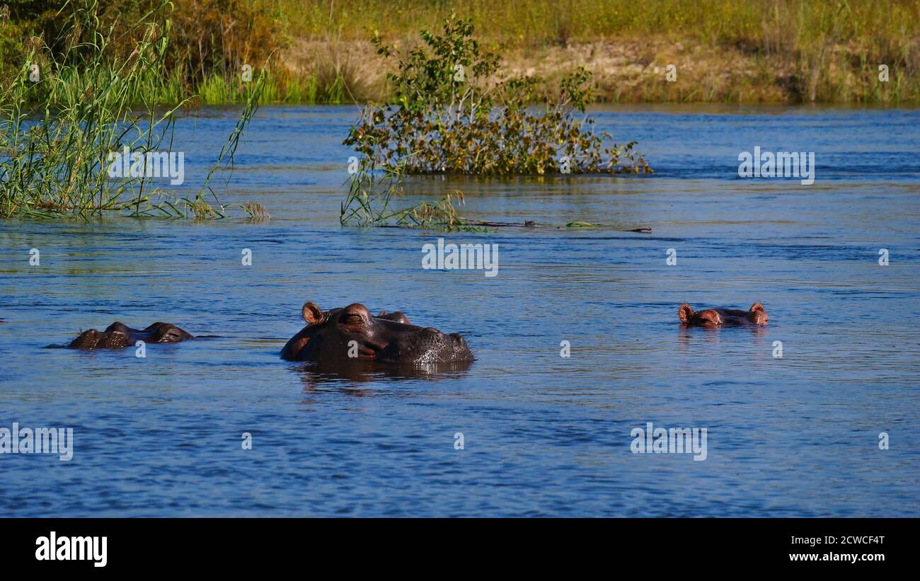 Gruppo di tre ippopotami (ippopotamo, ippopotamo anfibio) godendo l'acqua dolce nel fiume Okavango vicino Divundu nella striscia di Caprivi, Namibia. Foto Stock