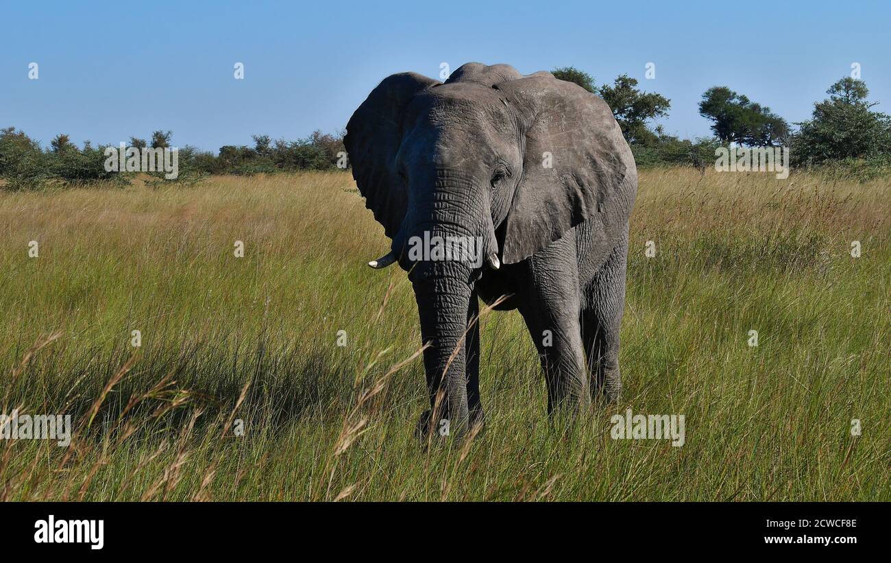 Vista frontale dell'elefante africano con le zanne d'avorio che si erigono sull'erba durante il safari nel Parco Nazionale di Bwabwata, nella striscia di Caprivi, in Namibia, in Africa. Foto Stock