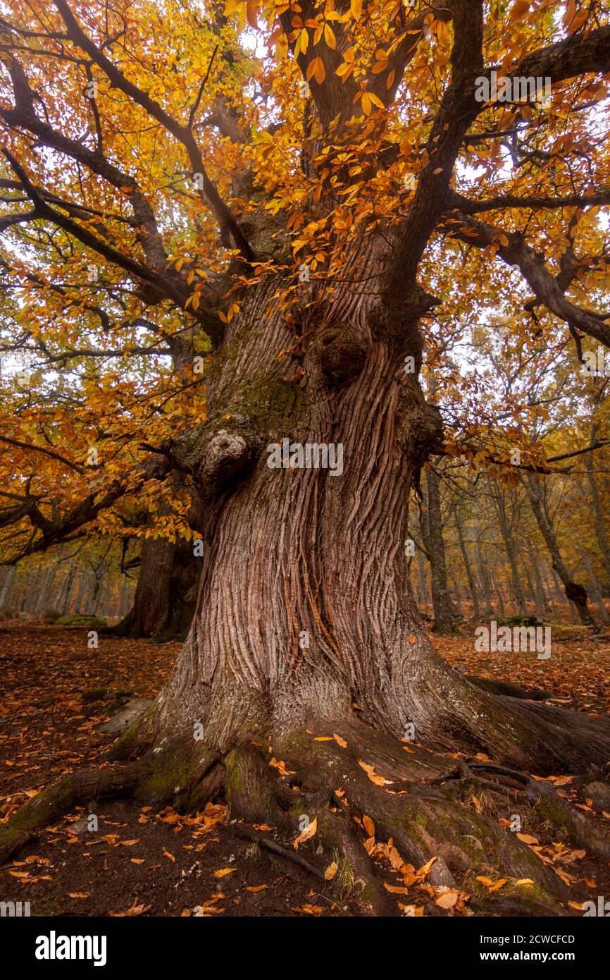 Riserva naturale di castagno El Tiemblo, in Avila, Castilla y Leon. Autunno con foglie cadute Foto Stock