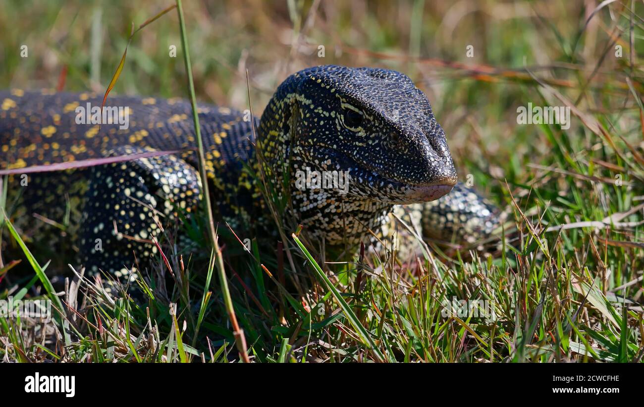 Vista panoramica del monitor giallo punteggiato del nilo (varanus niloticus) che scorre attraverso l'erba sulla riva del fiume Kwando, Bwabwata National Park. Foto Stock