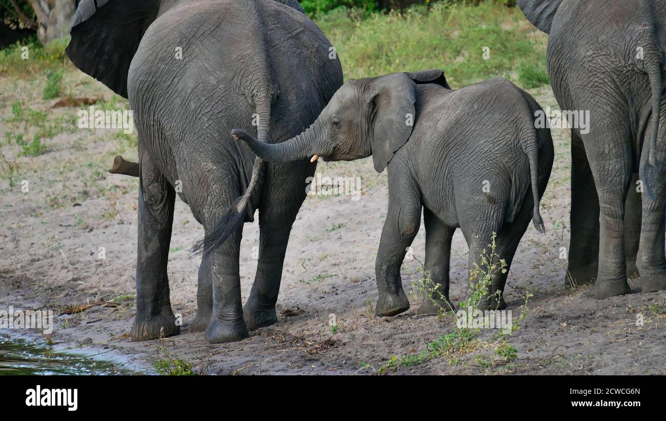 Carino elefante africano (loxodonta) che cammina tra i suoi compagni di coltivazione e ondeggiando con il suo tronco sulla riva del fiume Chobe. Foto Stock