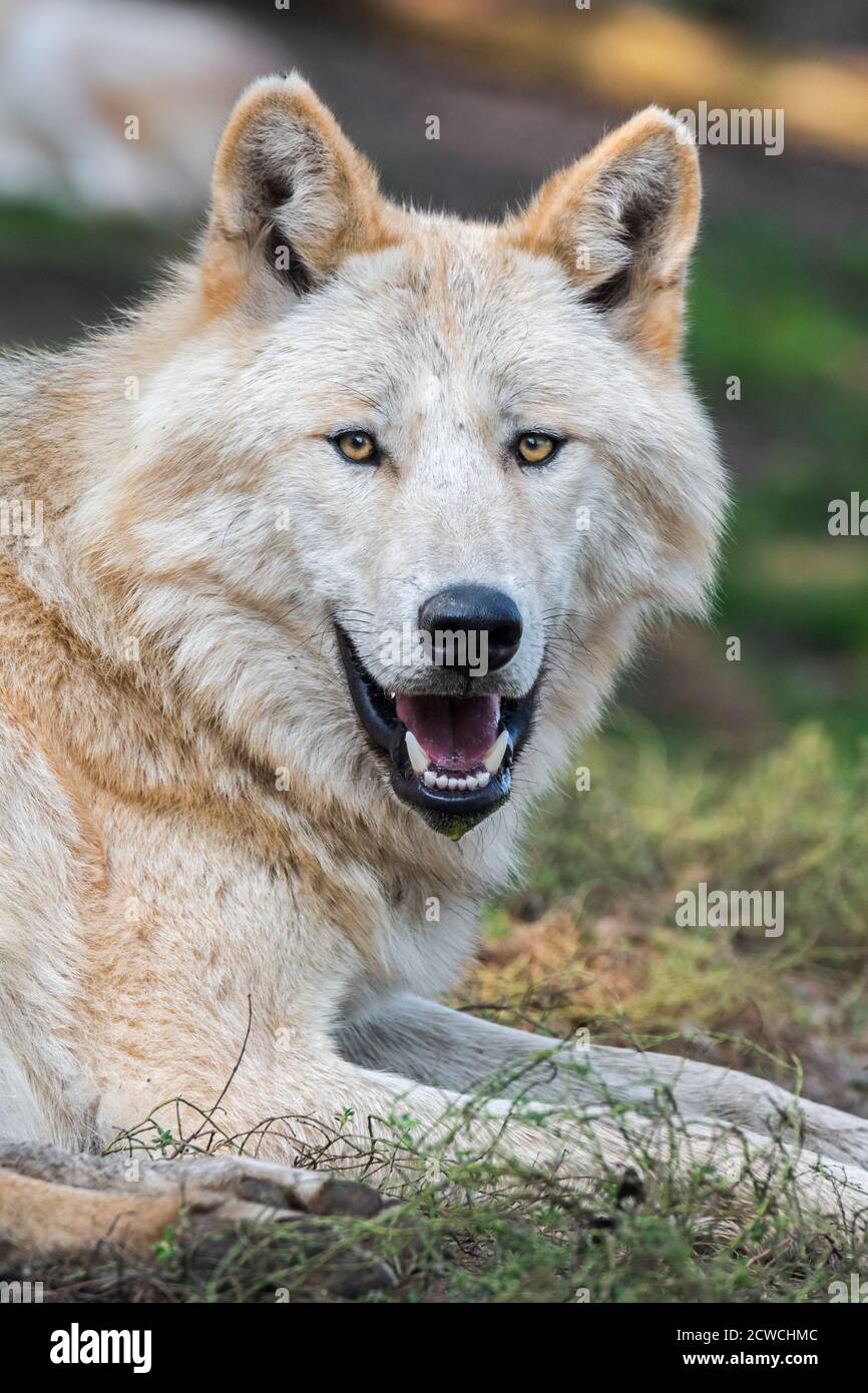Lupo nordoccidentale / lupo della valle di Mackenzie (Canis lupus occidentalis) sottospecie di lupo grigio originario del Nord America occidentale, del Canada e dell'Alaska Foto Stock