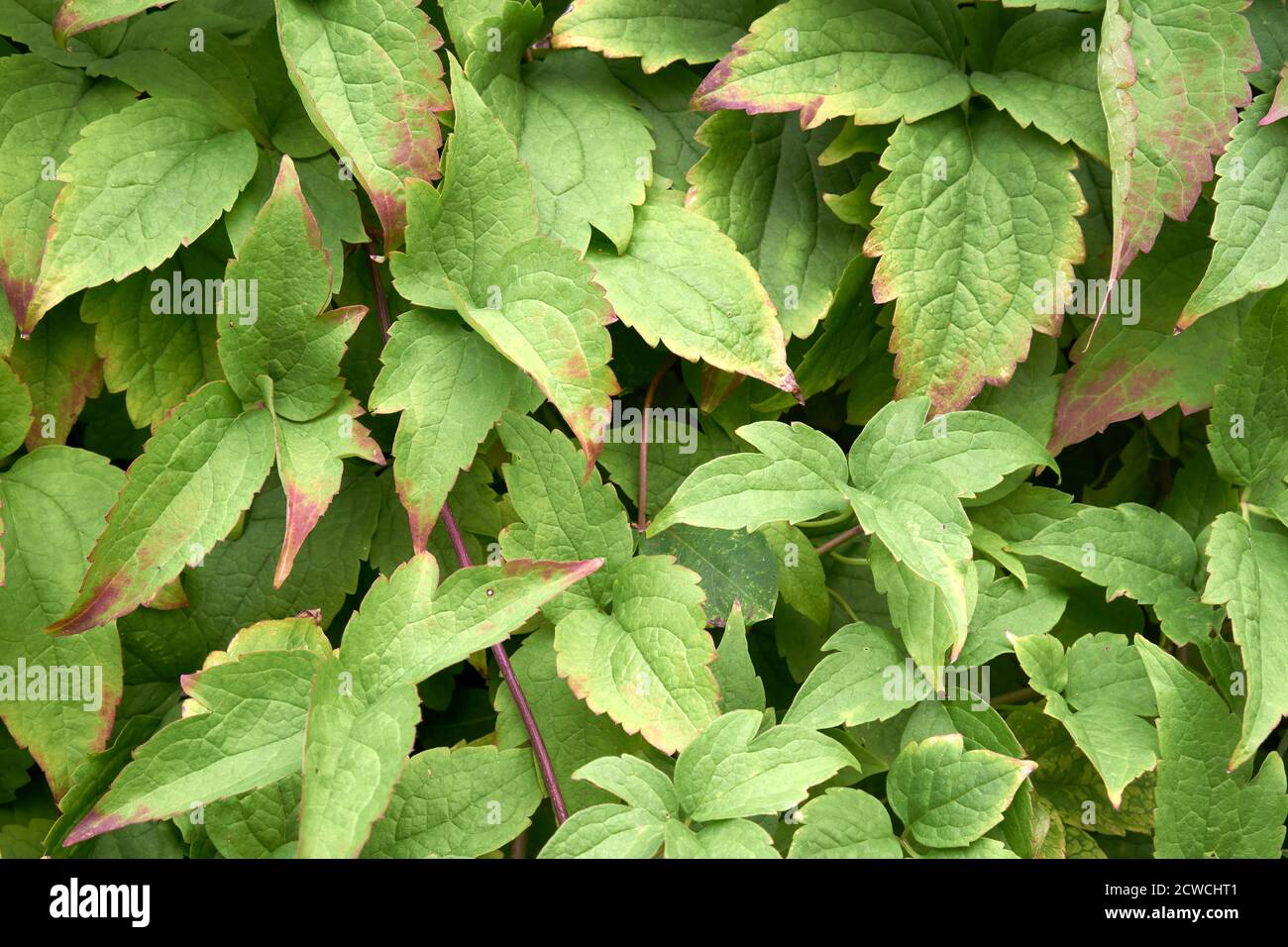 Closeup di foglie di clematis verde in background tardo estivo Foto Stock