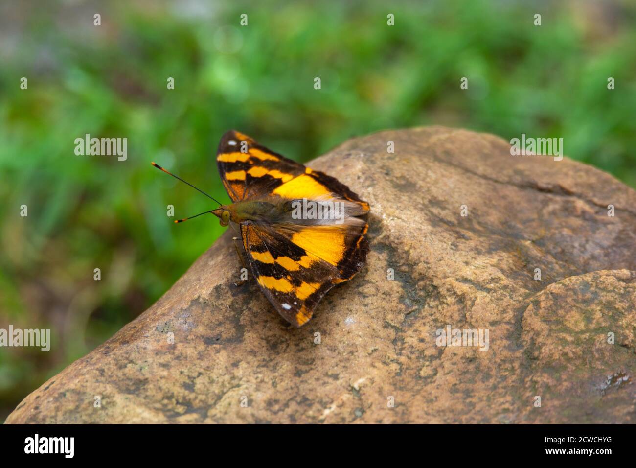 Farfalla - farfalla nera gialla sulla pietra Foto Stock