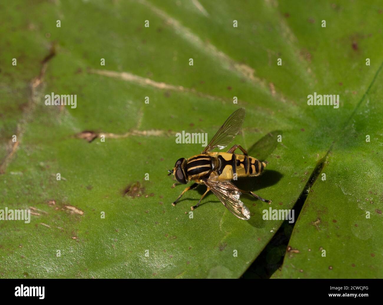 Brindled Hoverfly, Helophilus pendulus, singolo adulto che riposa su foglia di giglio, Worcestershire, Regno Unito. Foto Stock