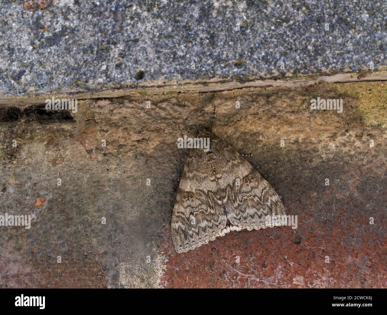Red Underwing Moth, Catocala nupta, singolo adulto che riposa sulla parete, Essex, UK. Foto Stock