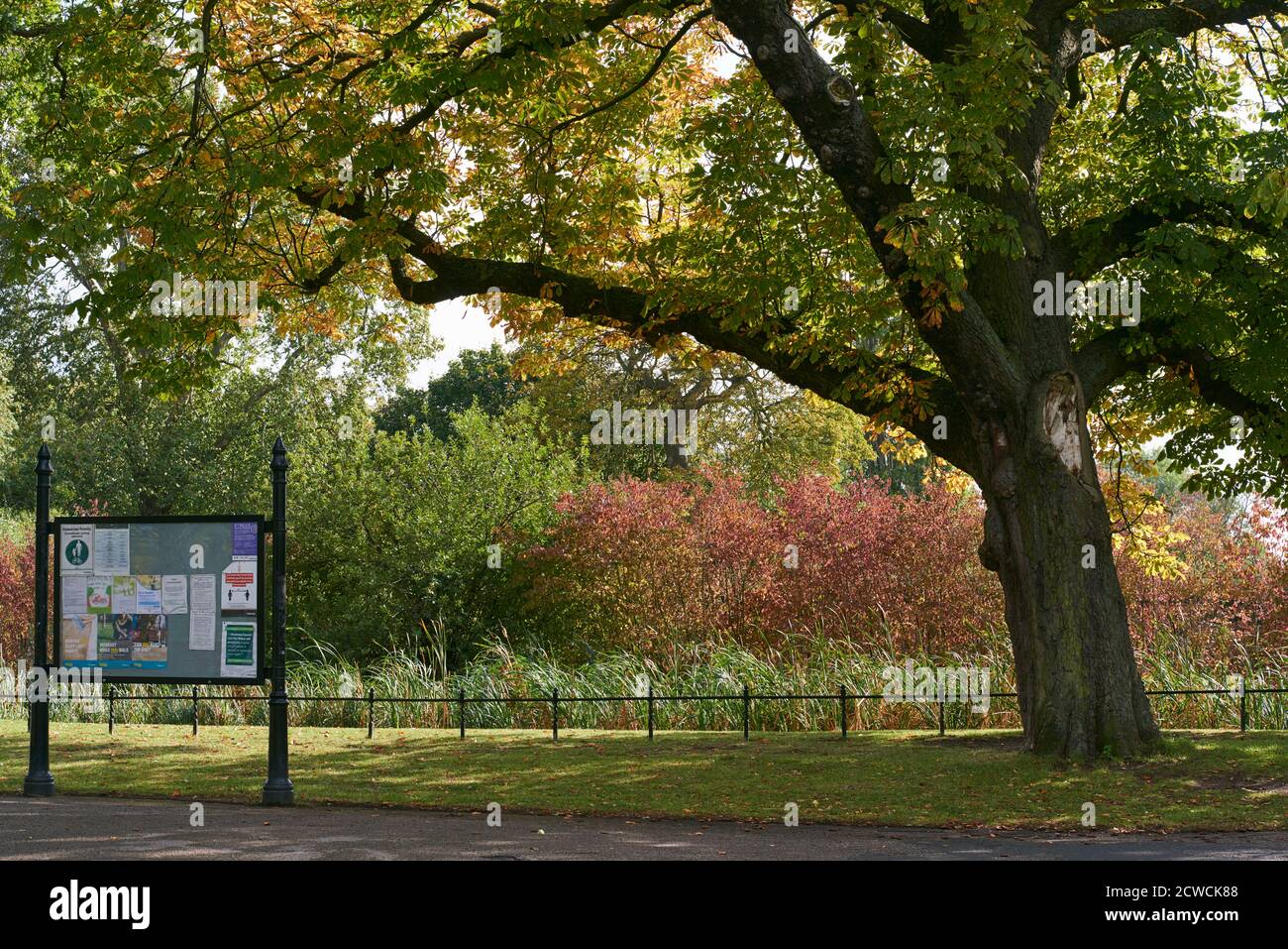 Colori autunnali e alberi a Clissended Park, a nord di Londra UK, a fine settembre Foto Stock