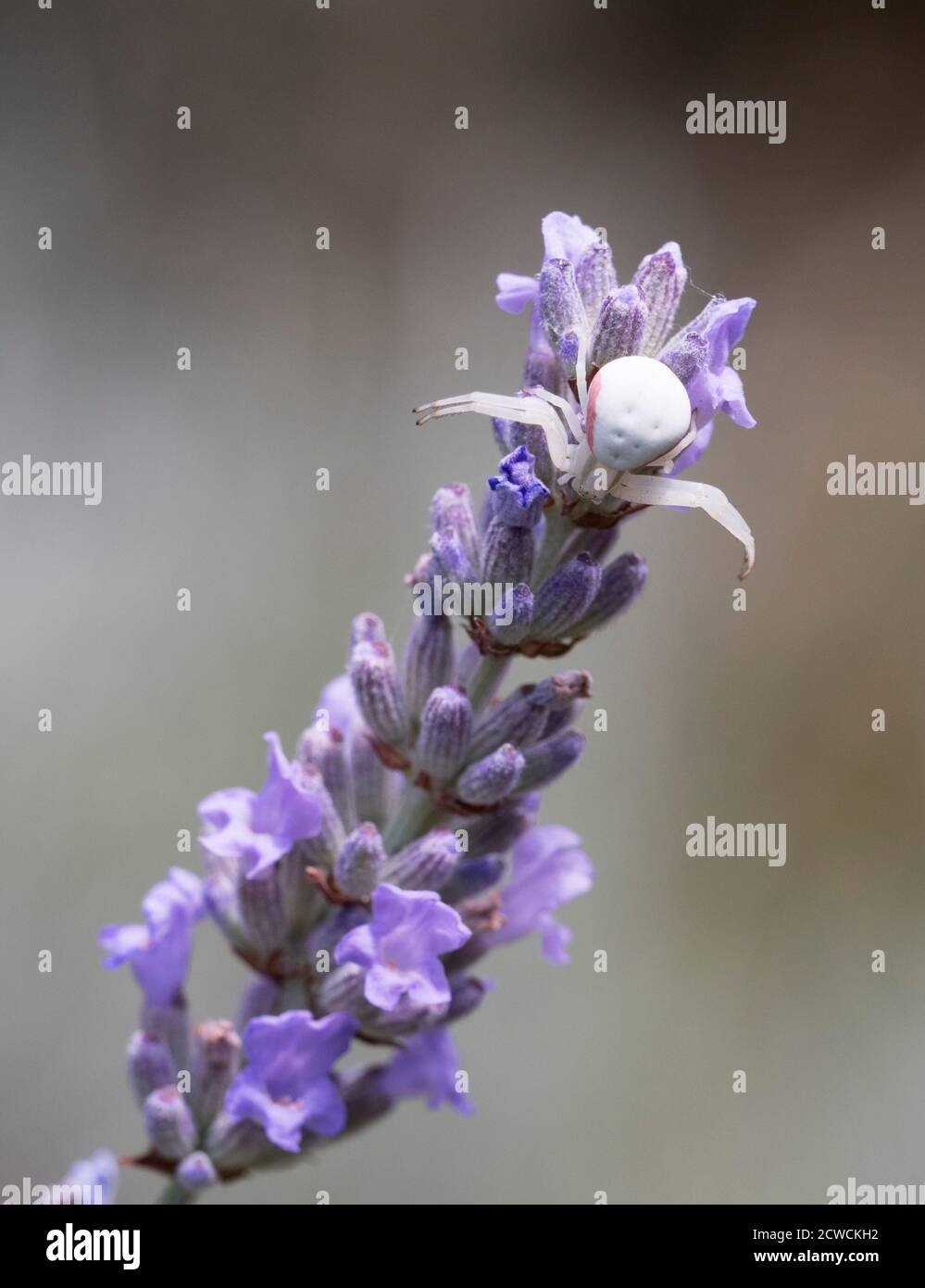 Pallido Crab Spider, Misumena vatia, sulla Lavanda, Essex, UK. Foto Stock