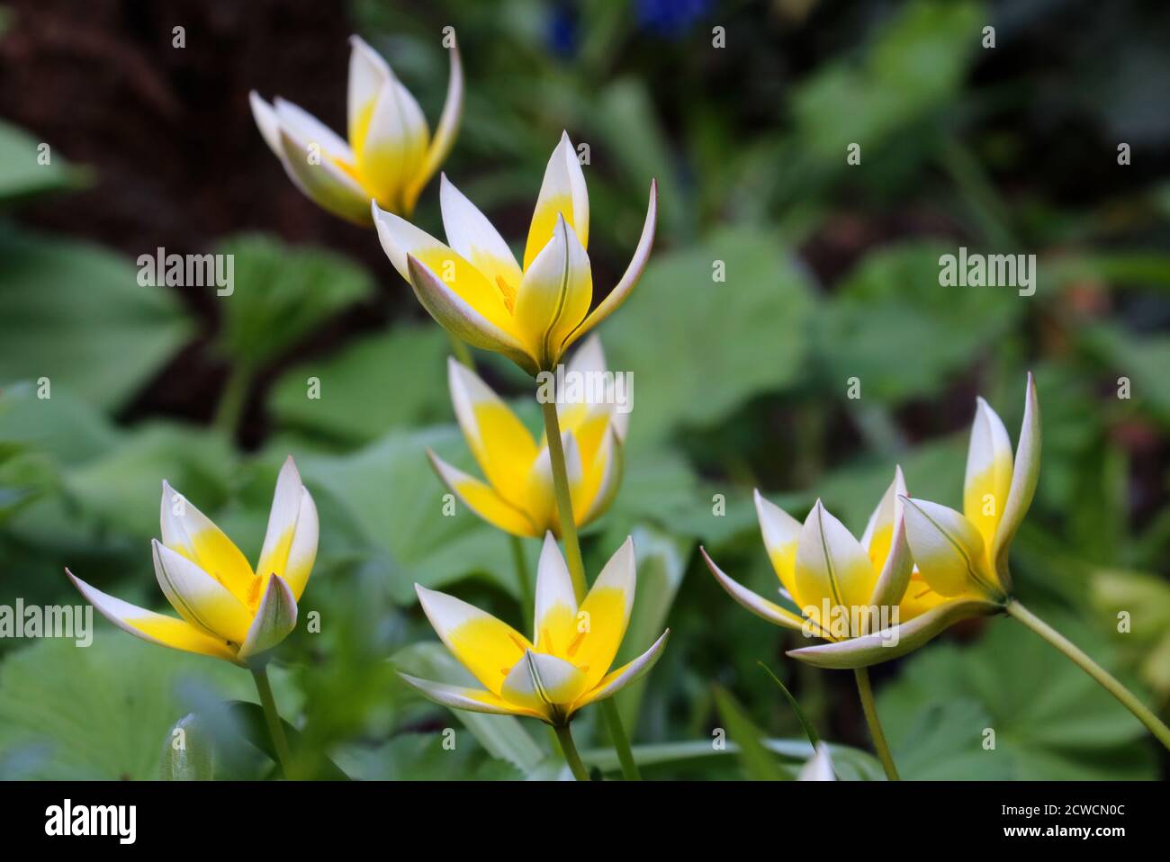 tulipano selvatico in tulipano giallo e bianco tarda macro Foto Stock