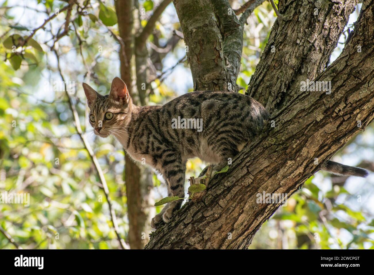 Gattino grigio su un albero, Felis- Catus Foto Stock