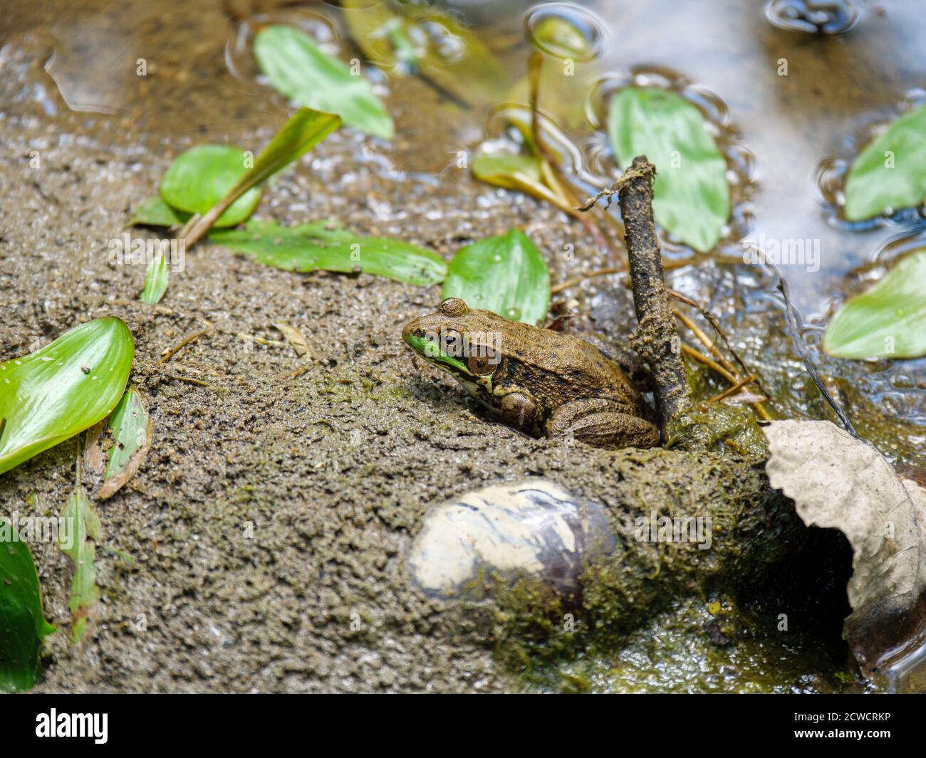 Rana verde (litobata clamitans) con zanzare che pungono sul mento e sulla gamba anteriore. Deer Grove Forest Preserve vicino a Palatine, Illinois. Foto Stock