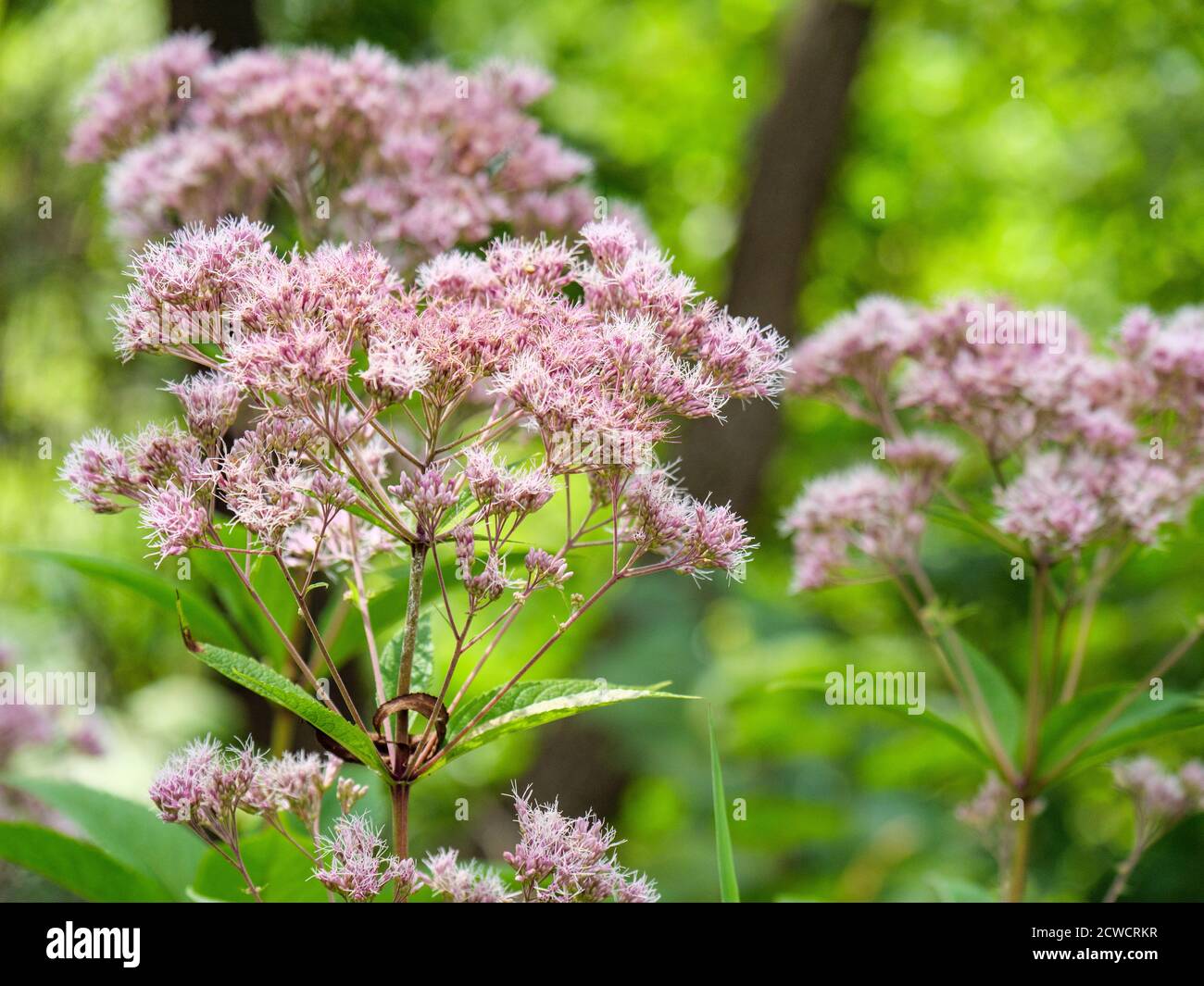 Ha macchiato Joe-Pye erbaccia. Deer Grove Forest Preserve, Cook County, Illinois. Foto Stock