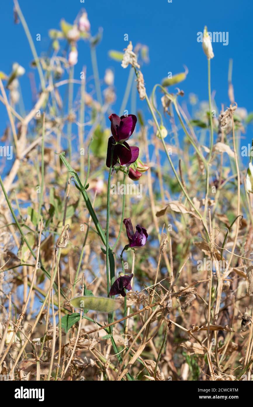 Piselli dolci - Lathyrus piante Odoratus - essiccati al fine della stagione in crescita Foto Stock