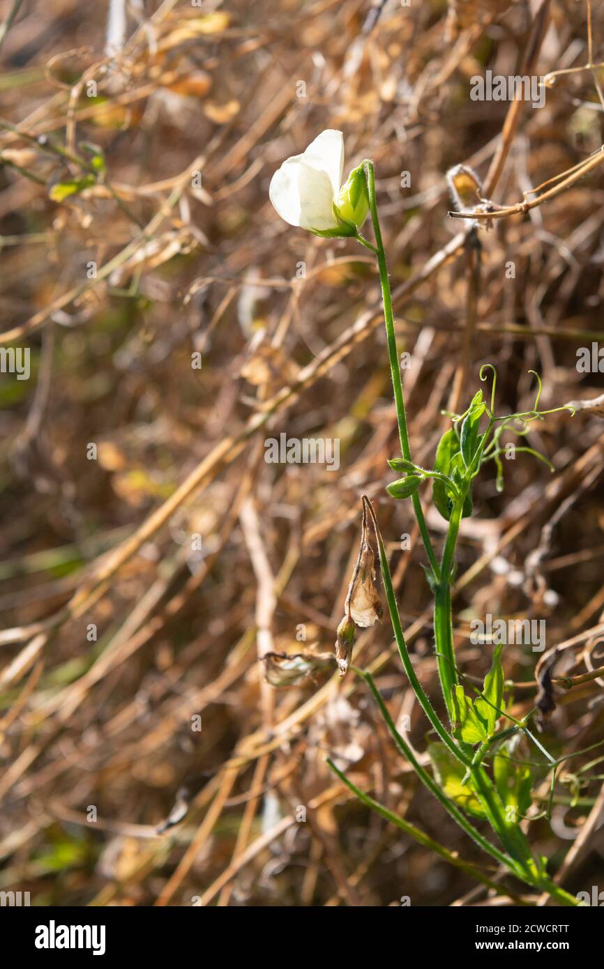 Piselli dolci - Lathyrus Odoratus - Mrs Collier piante e. uno dei fiori rimanenti - asciugato e morente a. la fine della stagione in crescita Foto Stock
