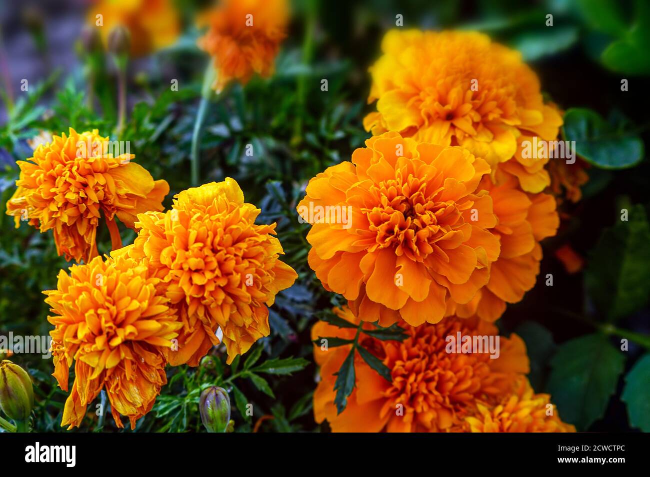 Tageti, fiori di marigolds che fioriscono in tutte le sfumature di giallo e arancione, fotografati a stretto raggio contro altri fiori Foto Stock