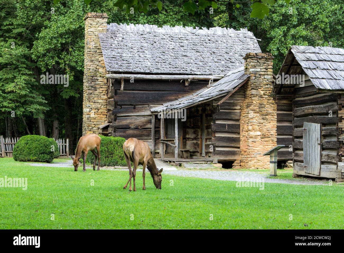 Elk pascolano nel Great Smoky Mountains National Park in di fronte a una storica cabina Foto Stock