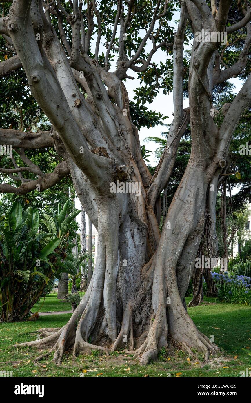 Banyan Tree tropicale indiano fico albero Ficus benghalensis nel Parco nella città francese Beaulieu-sur-Mer. Grande vecchio albero panoramico Foto Stock